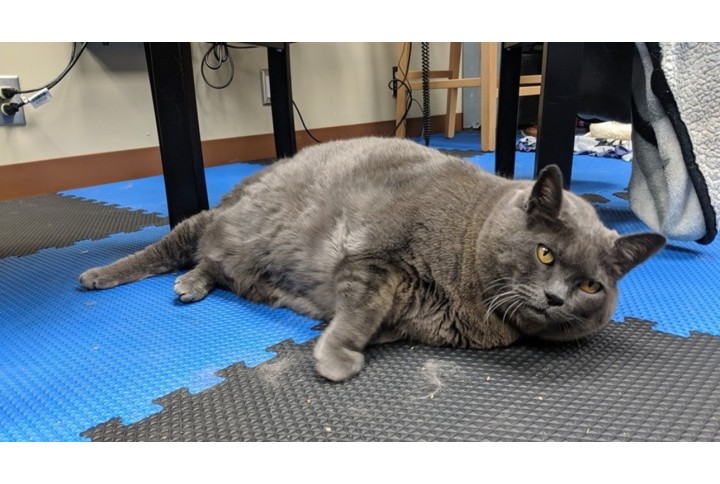  Ecco Cinder, il gatto obeso che deve dimagrire sotto l'occhio dei social